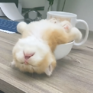 WWW,av526·COM网站APPAPP应用